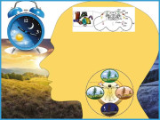 سرکیڈین تال اور دل کی بیماریاں