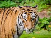 ہری پور: جنگلی چیتے کا گھروں پر حملہ، متعدد بکریاں ہلاک، عوام میں خوف و ہراس