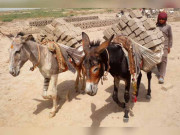 موسمیاتی تبدیلیوں سے ورکنگ اینملز کی صحت متاثر ہو رہی ہے