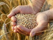 کسانوں کا گندم نہ خریدنے کی پالیسی پر اعتماد میں لینے کا مطالبہ