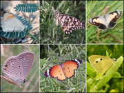 تتلیوں کا مہینہ گزر گیا