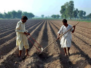 حکومت سندھ کا ہاریوں کو بینظیر ہاری کارڈ بینک کے ذریعے دینے کا فیصلہ