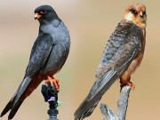 فالکن سمیت دیگر پرندوں کا غیرقانونی شکار 26افراد کو ڈھائی لاکھ روپے جرمانہ