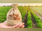 زرعی آمدن پر یکم جولائی 2025 سے ٹیکس وصول کیا جائے گا وفاقی وزیر خزانہ