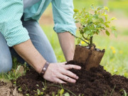 درخت لگائیں آلودگی مٹائیں ثواب کمائیں