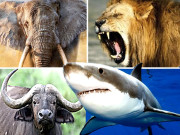 دنیا کے 10انتہائی خطرناک ترین جانور 