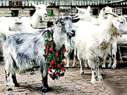 چینی کلون شدہ بھیڑ نے طویل عرصے تک زندہ رہنے کا اعزاز پالیا   