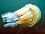 برطانیہ میں خوبصورت اور سب سے بڑی جیلی فش دریافت   