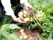 ملک میں آلو کی قلت کے بعد پاکستانی منڈیاں چین کے ہاتھ لگ گئیں