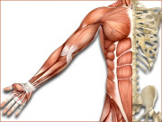 مضبوط پٹھے… تندرست بدن   