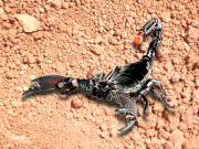 بچھو بیچا کروڑوں پائے۔۔۔۔   