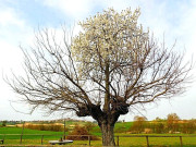 درخت پہ درخت 