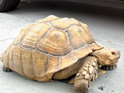 مفرور کچھوا بڑا بھاگا لیکن دھر لیا گیا 