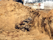 بھیڑوں کو کم گہرے گڑھے میں دفن کرنے سے تعفن اٹھنے لگا