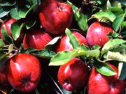 آزاد کشمیر میں سیب کی کاشت زبوں حالی کا شکار