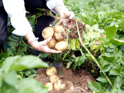 درآمدی آلو کی کلیئرنس و ترسیل آسان تھوک نرخ نیچے آگئے  