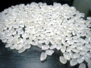 جیپونیکا چاول کی کاشت اور ایکسپورٹ کا منصوبہ سرد خانے کی نذر 