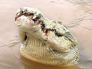 مگرمچھ 57 سالہ شخص کو نگل گیا اہلیہ دیکھتی رہ گئی 