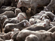 پاکستان نے روس کو بھیڑیں اور گوشت برآمد کرنے کی پیشکش کردی  