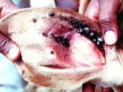 جانوروں سے خون چوسنے والا ٹس کانگو وائرس کا سبب ہے ماہرین طب  