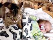 شیر خوار بچے کو ماں کی طرح سلانے والی انوکھی بلی