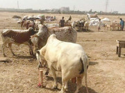 سپر ہائی وے کی مویشی منڈی میں قربانی کے جانوروں کی آمد شروع