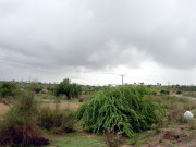 صحرائے تھر میں ہلکی بارش قحط کے بادل چھٹنے کی امید جاگ اٹھی