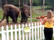 وائلن کی دھن پر ناچتے ہاتھیوں نے انٹرنیٹ پر دھوم مچا دی 