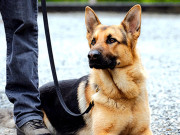 پیچھا کیوں نہیں چھوڑ رہا۔۔۔۔ غصے میں آکر نوجوان نے کتے کو کاٹ لیا   