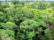 ایمزون جنگلوں میں موسمیاتی تبدیلی جانچنے کیلیے ٹاور کی تعمیر