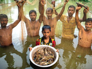 نیلا انقلاب   