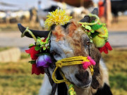 خیالی پلاؤ – بکرا کہانی