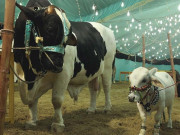 پاکستان ایک نظر میں  چاند رات کی رونق