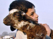 بات کچھ اِدھر اُدھر کی  قربانی ایک پیغام