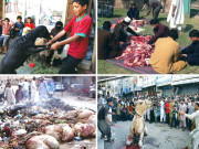 گلی محلوں میں جانور کی قربانی ایک سماجی مسئلہ  