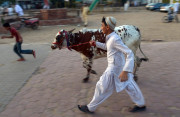 عیدالاضحیٰ کے دوسرے دن بھی قربانیوں کا سلسلہ جاری کہیں چٹ پٹے پکوان تو کہیں سیر سپاٹے