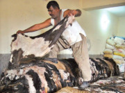 رواں سال قربانی کی کھالوں کی فروخت ساڑھے 12 ارب روپے رہی  