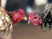 مرغے لڑانے کا شوق رومانیہ کی شہزادی کو مہنگا پڑ گیا 