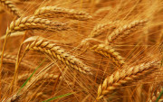 گندم کی امدادی قیمت کا اعلان    