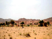 تھرپارکر میں قحط کی تباہ کاریاں    