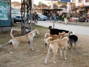 پنجاب میں کتے کے کاٹنے کے واقعات میں ریکارڈ اضافہ 