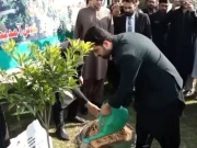 عمران خان کے ویژن کے تحت وزیراعلیٰ کےپی نے شجر مہم کا آغاز کر دیا