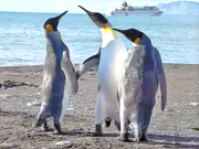 لڑاکا پینگوئنز نے ایک دوسرے پر تھپڑوں کی برسات کردی    