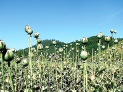 میانمار ہیروئن کے شکنجے میں   