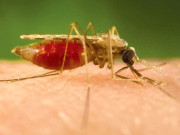 گلوبل وارمنگ سے ملیریا کا خطرہ    