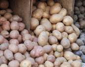 کسٹمز نے آلو کی برآمد پر لاکھوں روپے کی ڈیوٹی چوری پکڑلی   