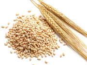 جو کی غذائی اہمیت  