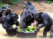 زمین پر ’پلینیٹ آف دی ایپس‘   