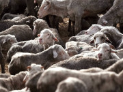 3ہزارسے زائد بھیڑیں کہاں گئیںآسٹریلیامیں نئی بحث چھڑگئی