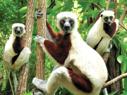 مڈغاسکر کے بندر ملک کو سرسبزو شاداب بنائیں گے    